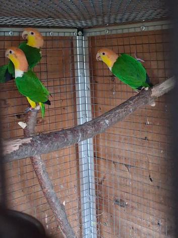 Green Thighed Caiques
