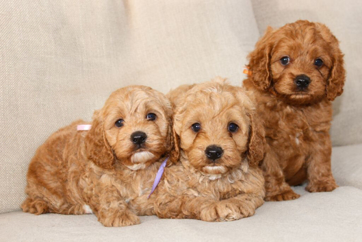 American Cockapoo puppies