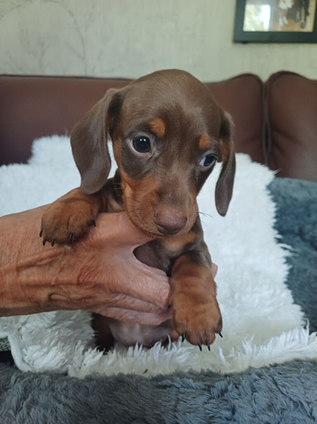 BEAUTIFUL DACHSHUND BABIES