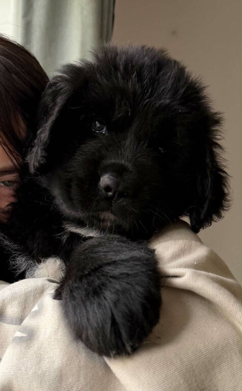 Newfoundland puppy