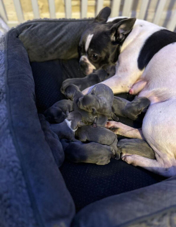 French puppies for sale