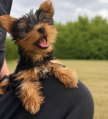 GIRL. 3 months old Quality Mini Yorkshire Terrier