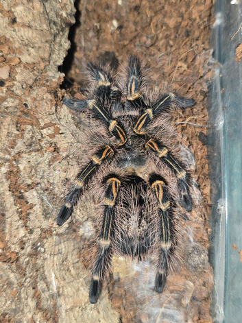 Tarantulas for sale