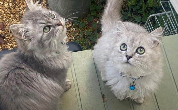Supper fluffy Persian x ragdoll kittens