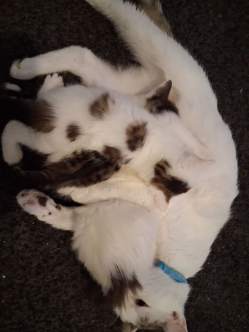 kittens for sale