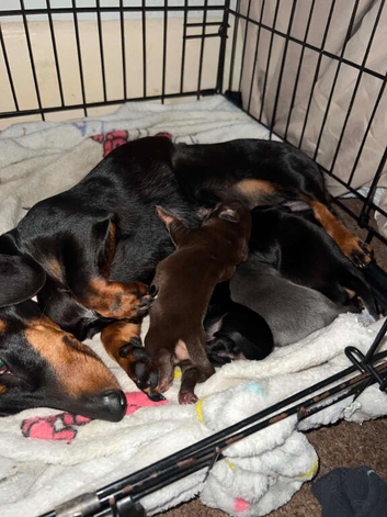 5 Chiweenie puppies for sale