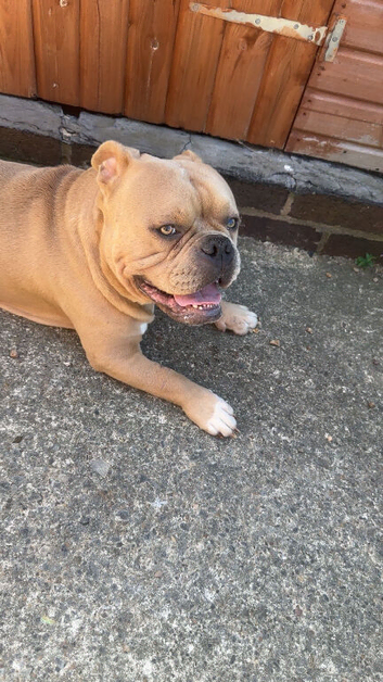 3 year old male
