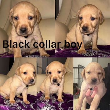 Chocolate/Yellow/Black KC Registered Labrador Retrievers