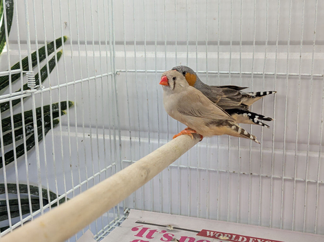 2026 zebra finches