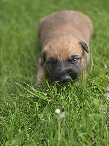 Lurcher puppies