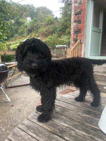 Beautiful 8 month old F1 Cockapoo.