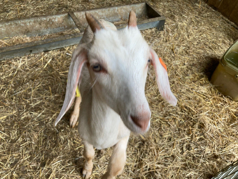 4 x whether Anglo Nubian x goats for sale