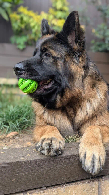 For rehoming GSD
