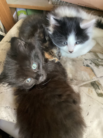 Kittens for sale
