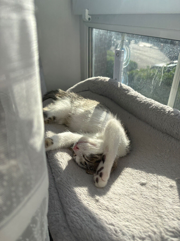Adorable Kitten Looking for a Loving Home