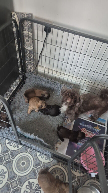 READY NOW dobie imperial shih tzu pups