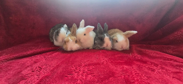 5 stunning babys ready to leave NOW