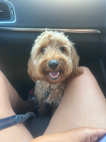 Cockapoo (honey)