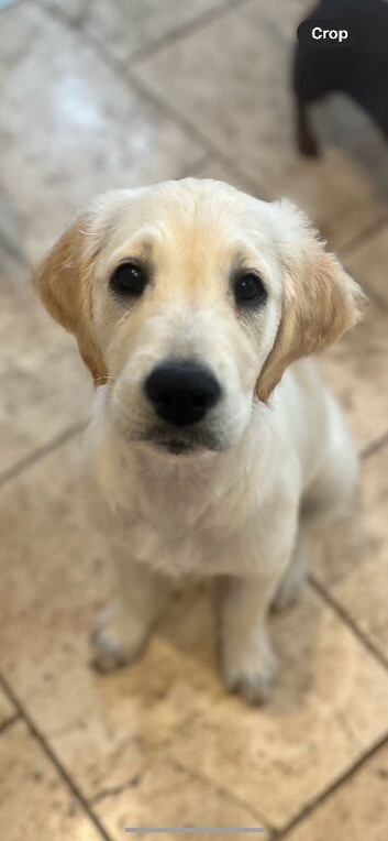My lovely puppy golden retriever for sale!
