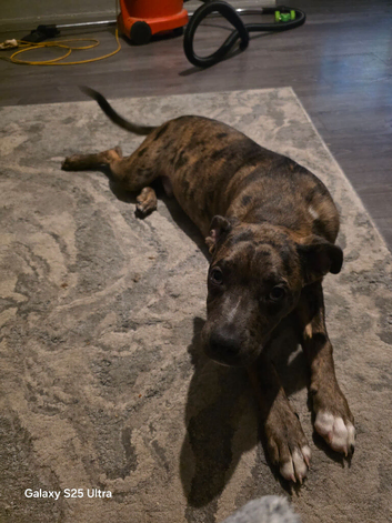 8 month old cross breed