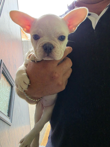 2 female frenchies left
