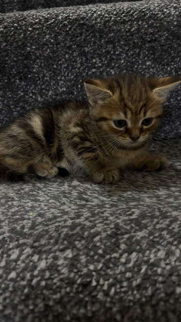 CUTEE CATSSS