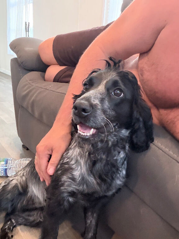 Cocker spaniel