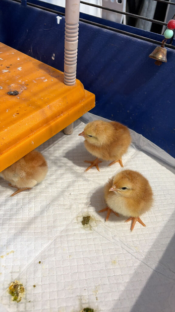 Rhode Island Red chicks