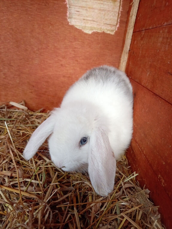 2 x baby rabbits