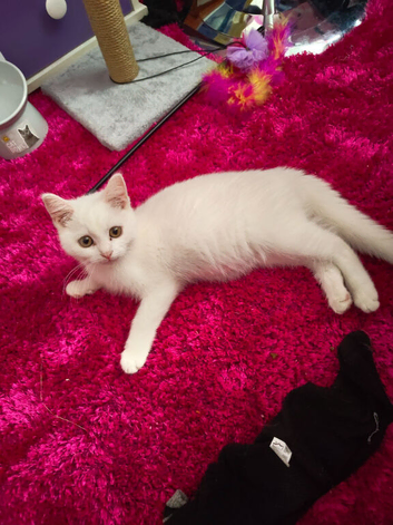 Gorgous 12 week old male white russian blue kitten