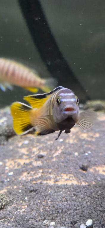 Various mbuna for sale