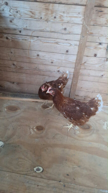 Hen for sale on Stoke on trent