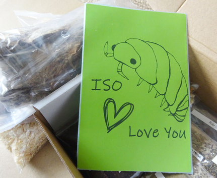 ️ ISO Love You Isopod Box Many Ideal Treats for Isopods + Free Sticker