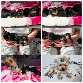 Adorable Yorkshire Terrier puppies.