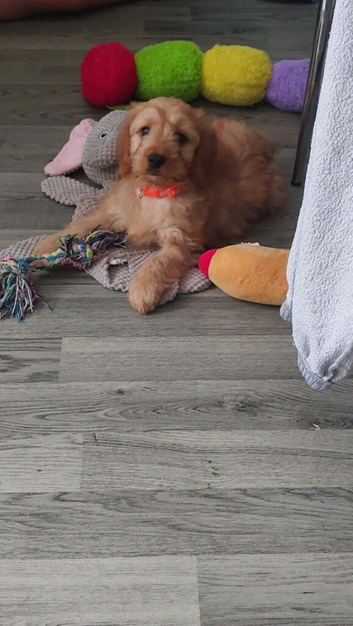 Cockapoos 1 beautiful boy  remaining ️️️️️️