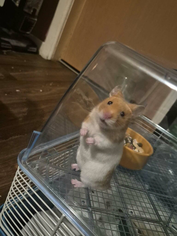 Syrain Hamster