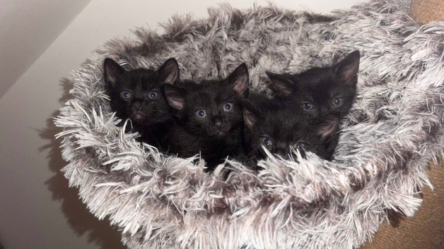 Black kittens