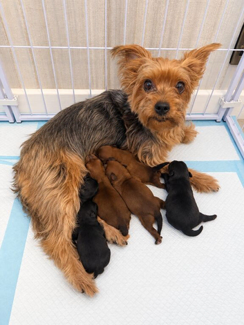 Yorkie Pom x chihuahua puppies