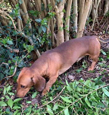 Mini dachshund stud