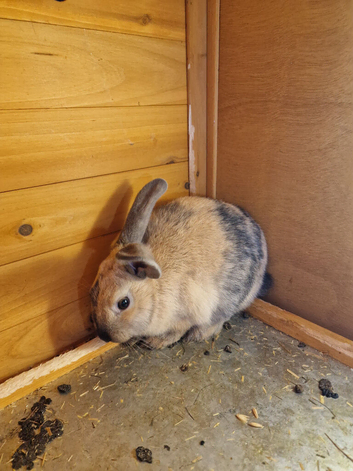 8 month old female rabbits (3 available)