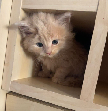 Male kittens for sale