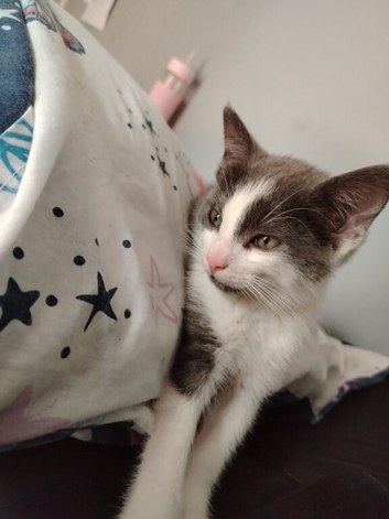 Kitten for sale Antrim