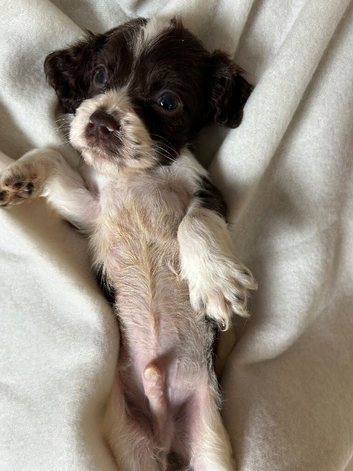 Beautiful Cocker spaniel Puppies