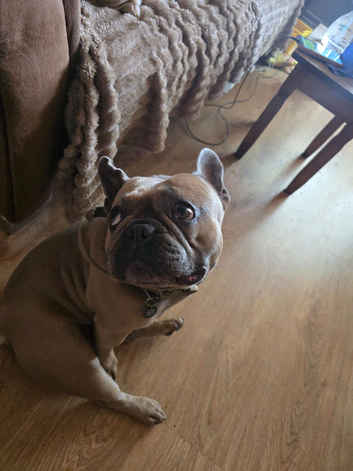 3yr old French bulldog