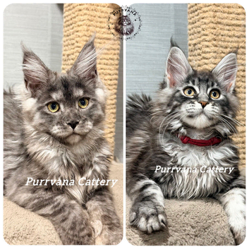 TICA registration Maine coon kittens Ready Now