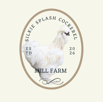 Pure Bred Silkie Splash Cockerel