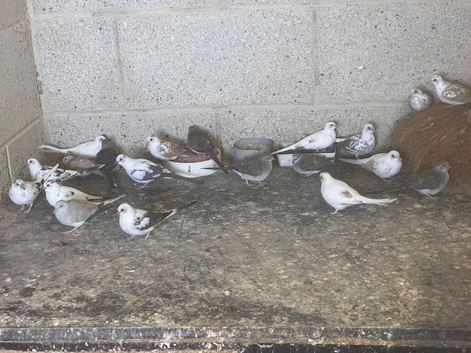 Young pied diamond doves