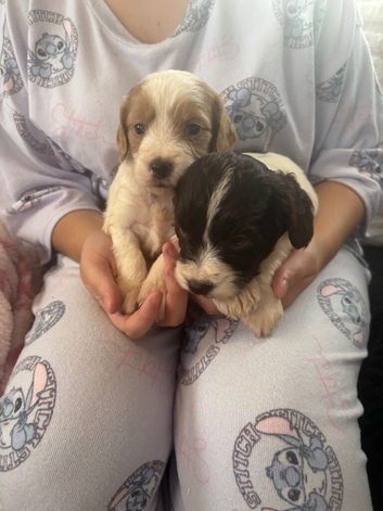 F1 Parti cockapoo