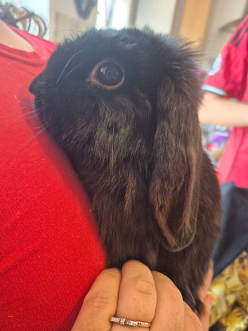 Baby rabbits