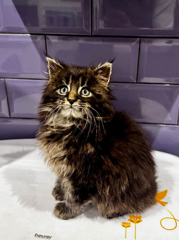 Pedigree Maine Coon Male kitten